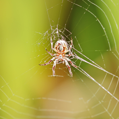SPIDER CONTROL